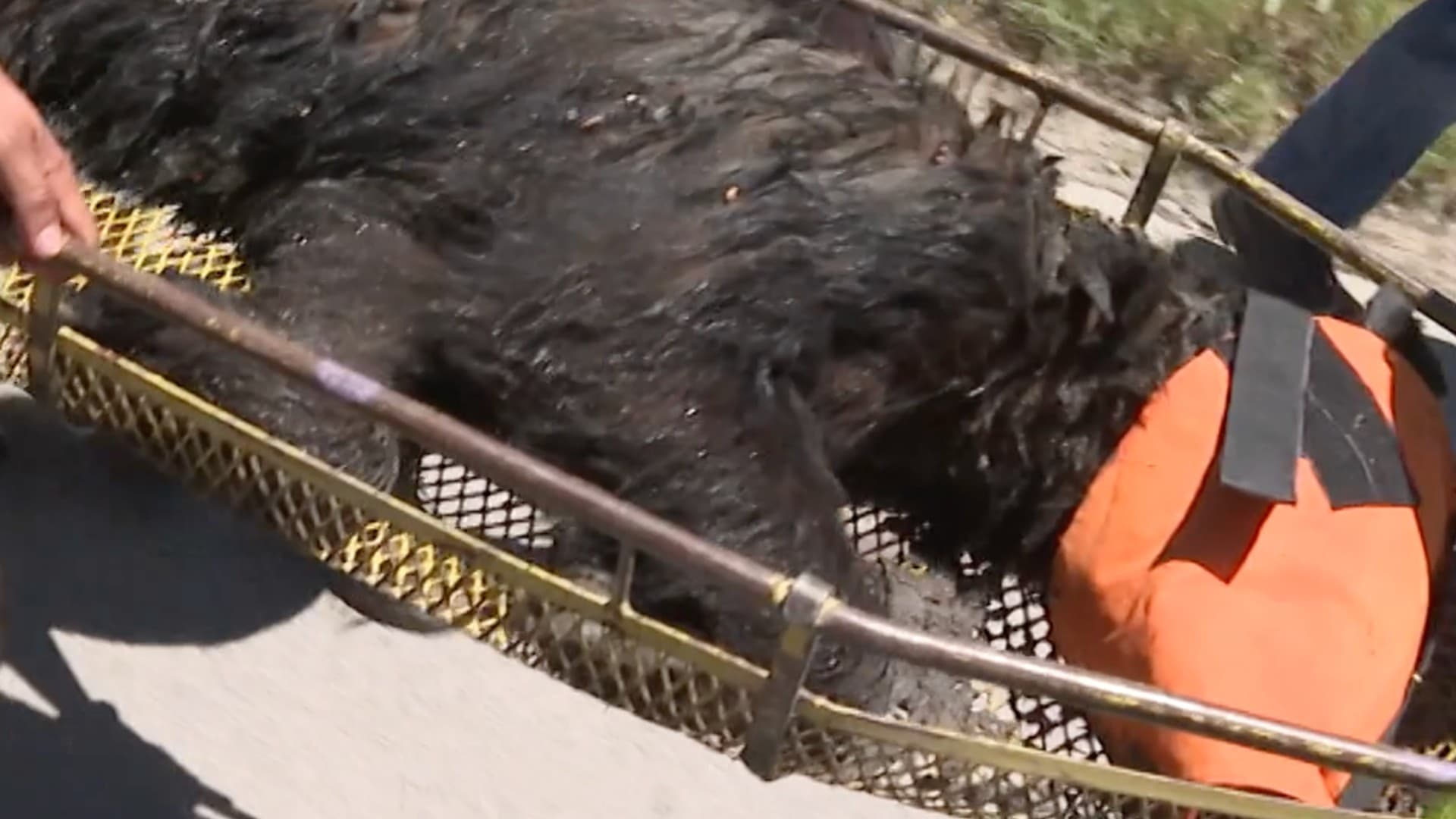 Después de varios avistamientos de un oso negro logran la captura del ejemplar