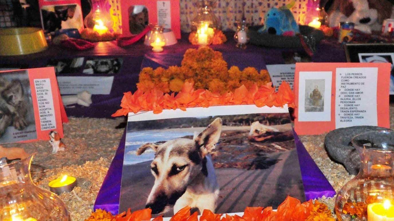 Ofrenda a perritos en Día de Muertos 2026. A qué hora llegan las almas de las mascotas a visitar a sus familias