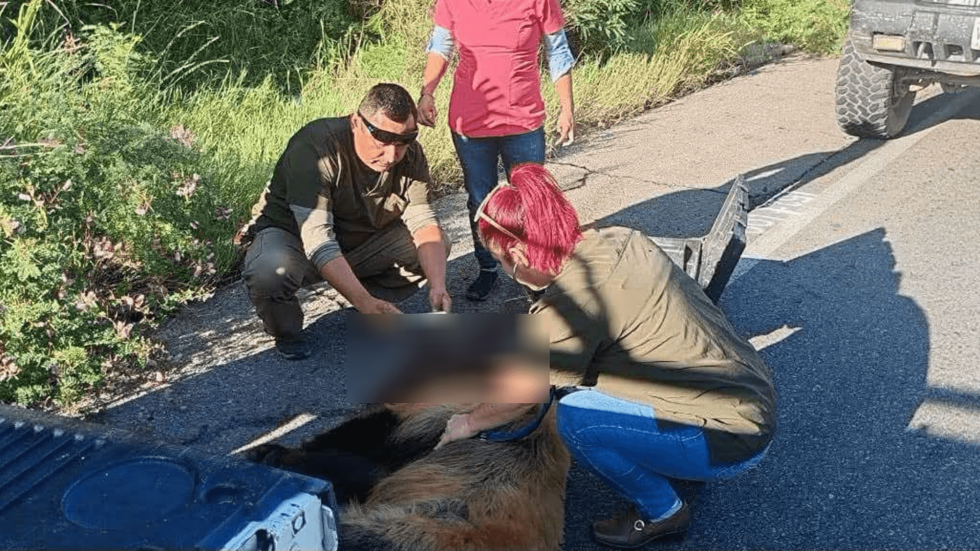 Ejemplar de Oso es Atropellada en Carretera Ímuris-Cananea en Sonora