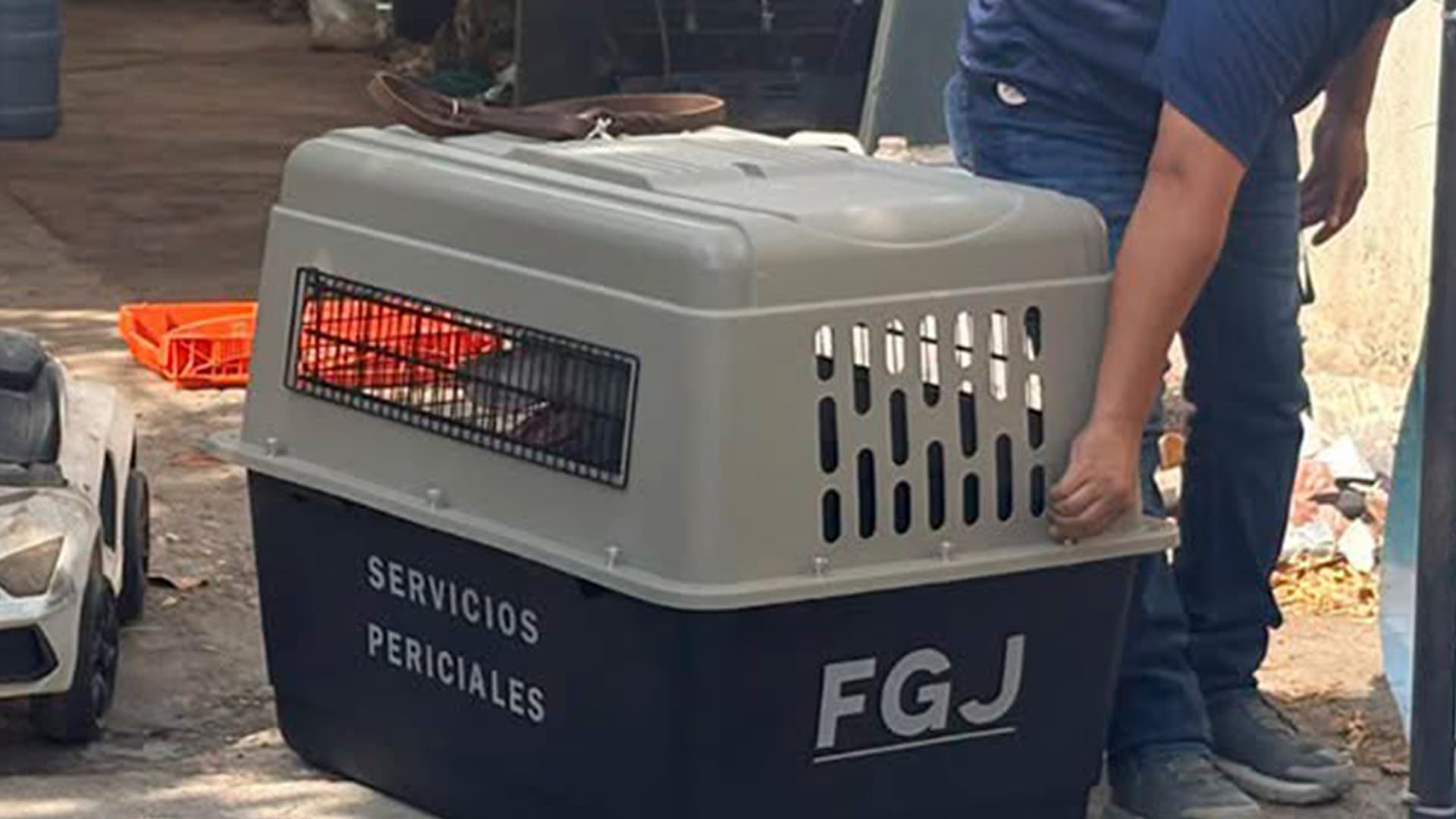 Aseguran Perro en Inmueble de Ciudad Victoria por Investigación de Crueldad Animal
