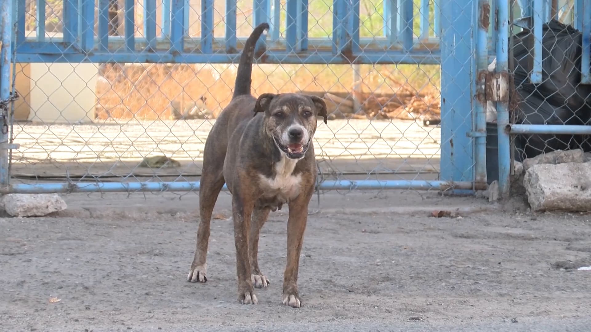 Perros en situación de calle deambulando por vialidades de Mexicali