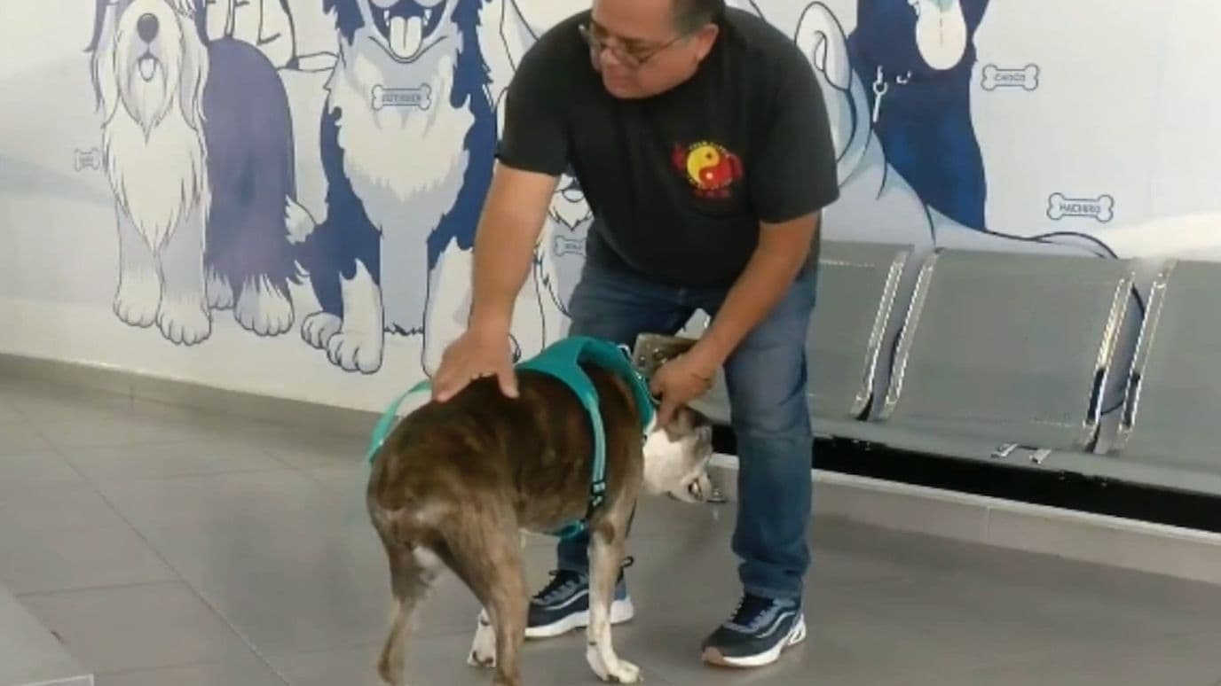 Autoridades han atendido más casos de gusano barrenador en perros.