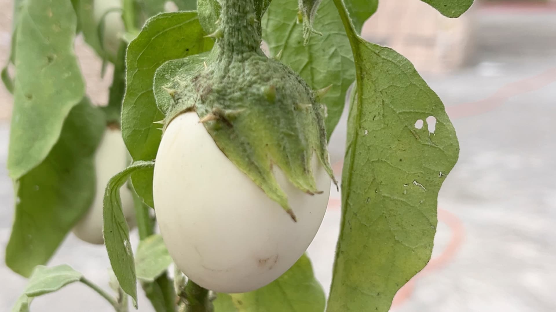 Planta del Huevo: ¿Para Qué Sirve y Qué Se Sabe de Sus Frutos?