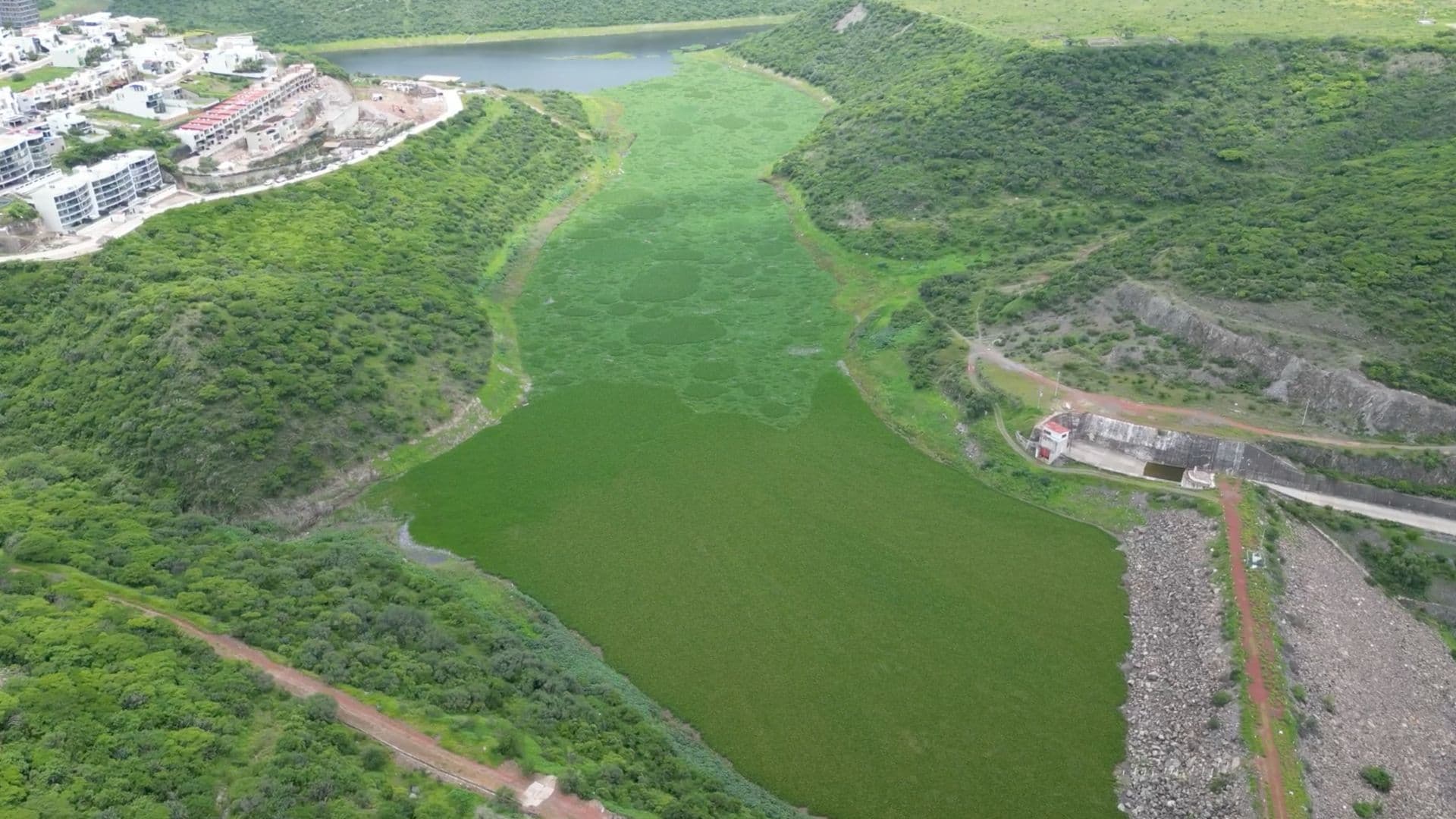 Presa El Batán Bajo Alerta por Invasión de Lirio y Mortandad de Peces en Querétaro