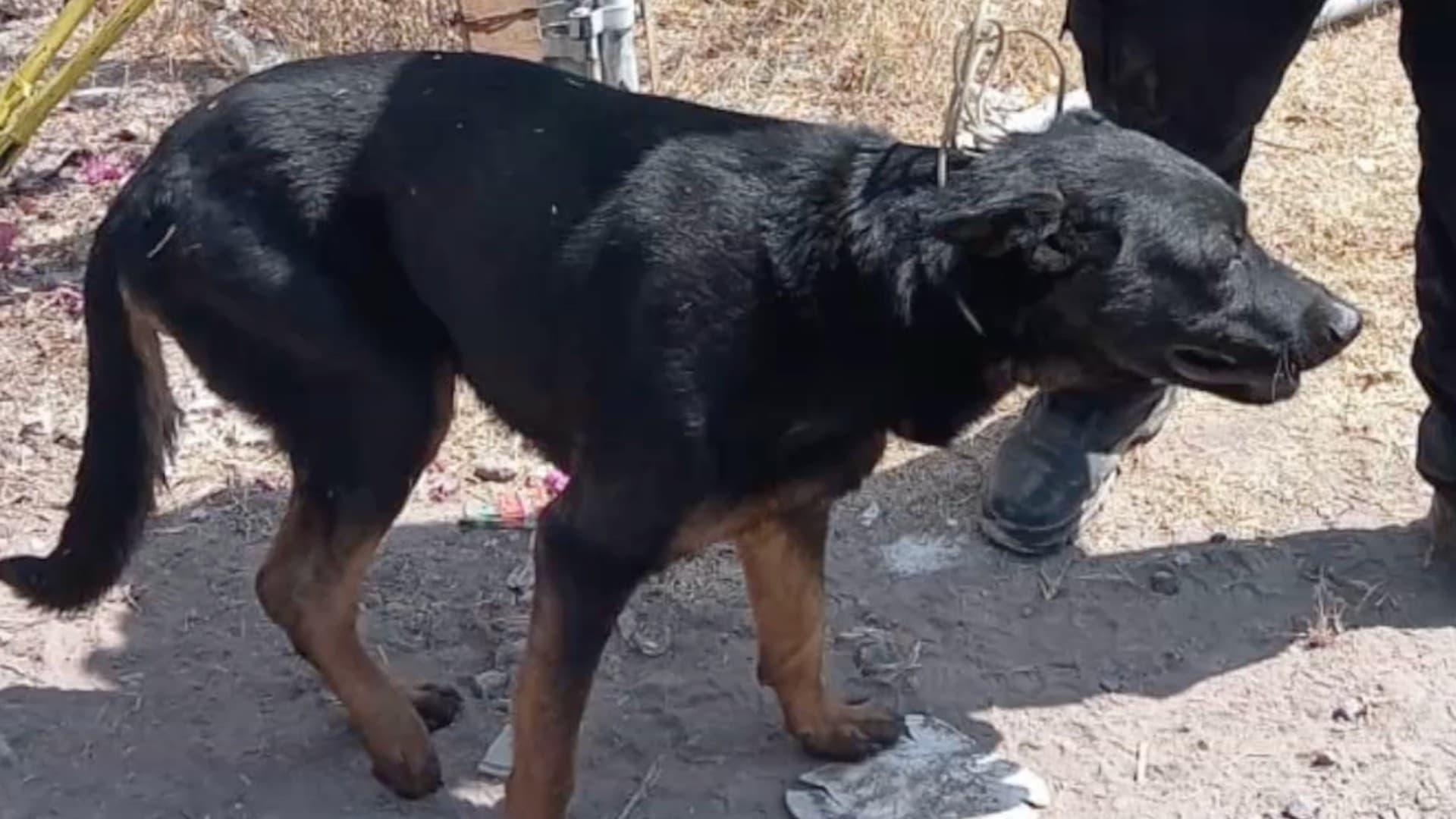 Alrededor de 300 Casos de Gusano Barrenador se han Atendido en Guanajuato