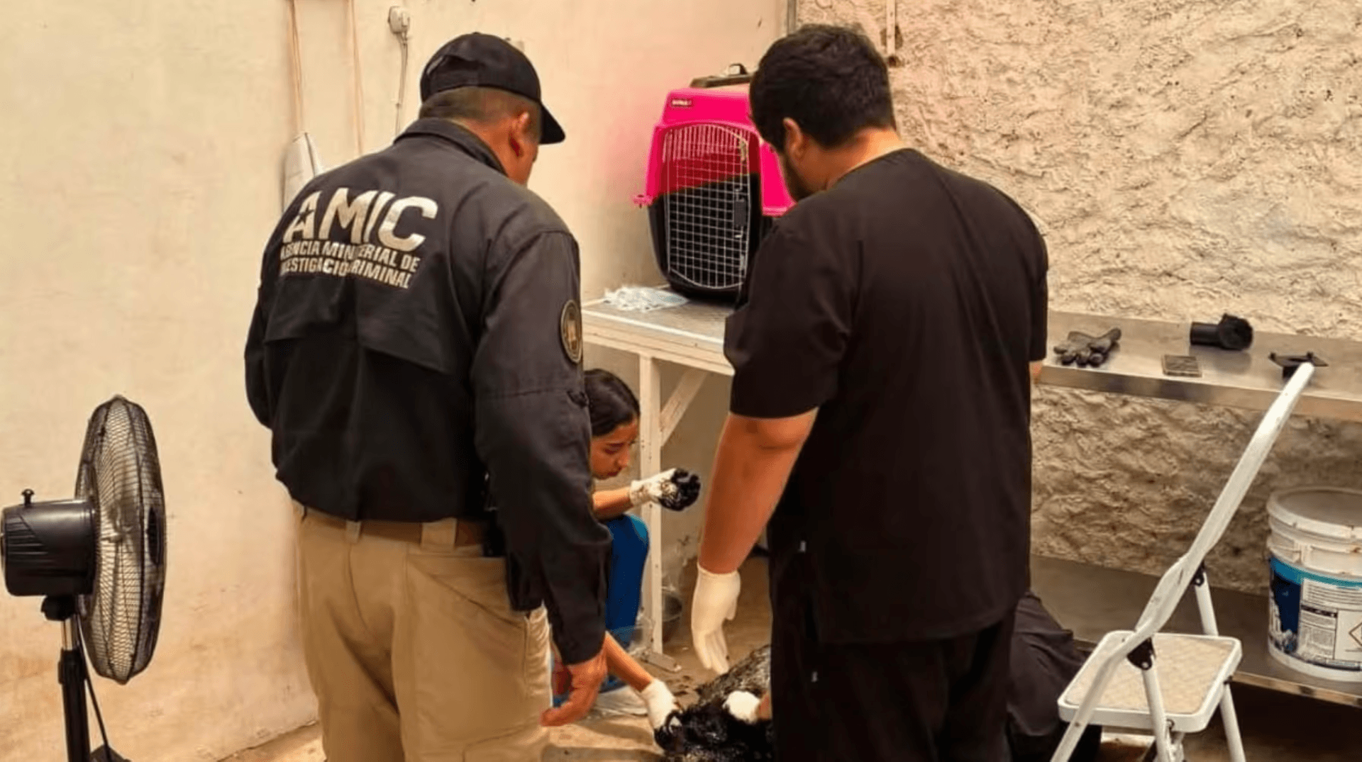 Perro en Situación de Calle Resultó con Quemaduras tras Caer en Depósito de Chapopote en Cajeme