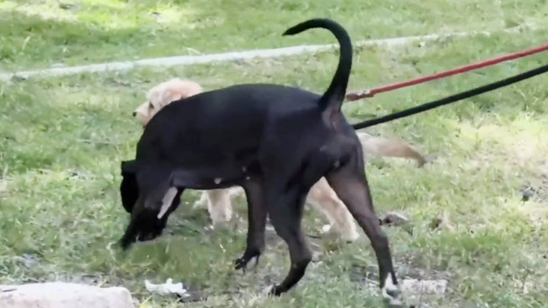 Son varios los casos de perros envenenados.