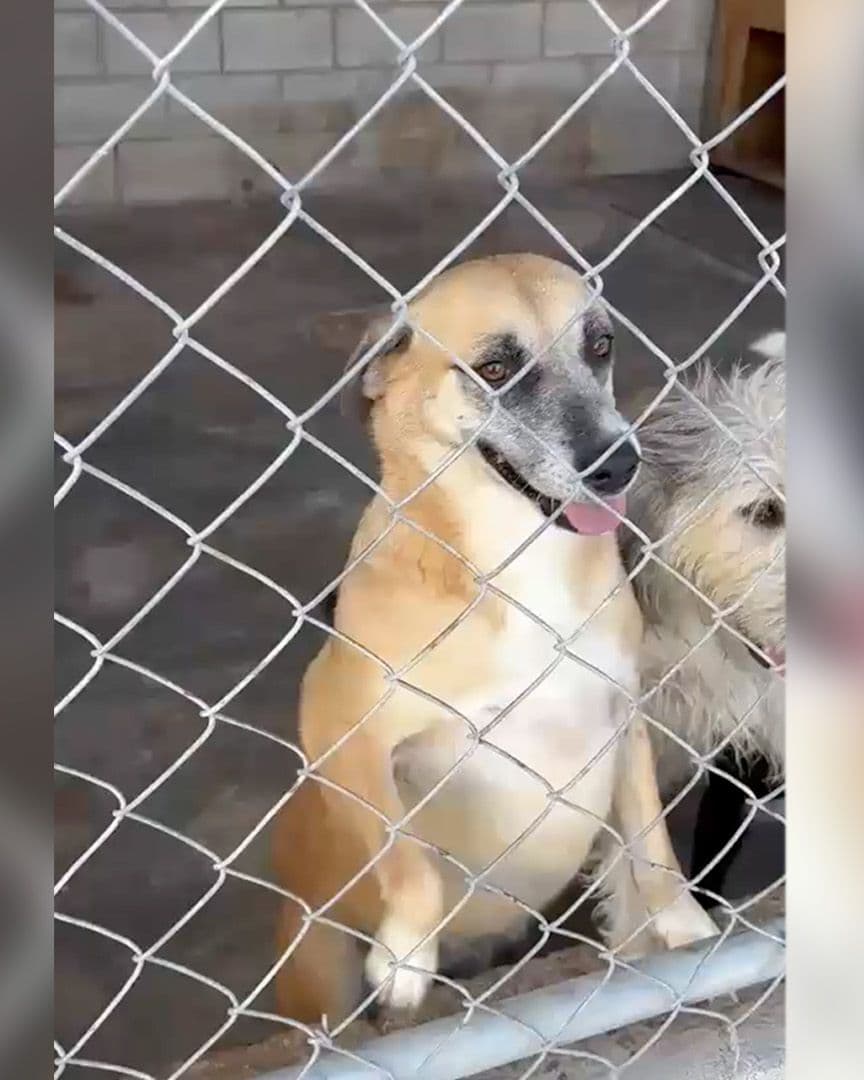 Envenenan a Cuatro Perros en Albergue de Matamoros, Coahuila
