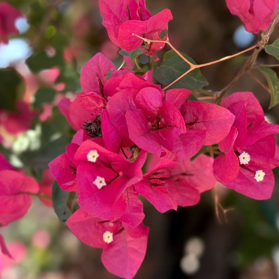 Plantas y Árboles Ideales Para Sembrar en Baja California: Lista de Recomendaciones