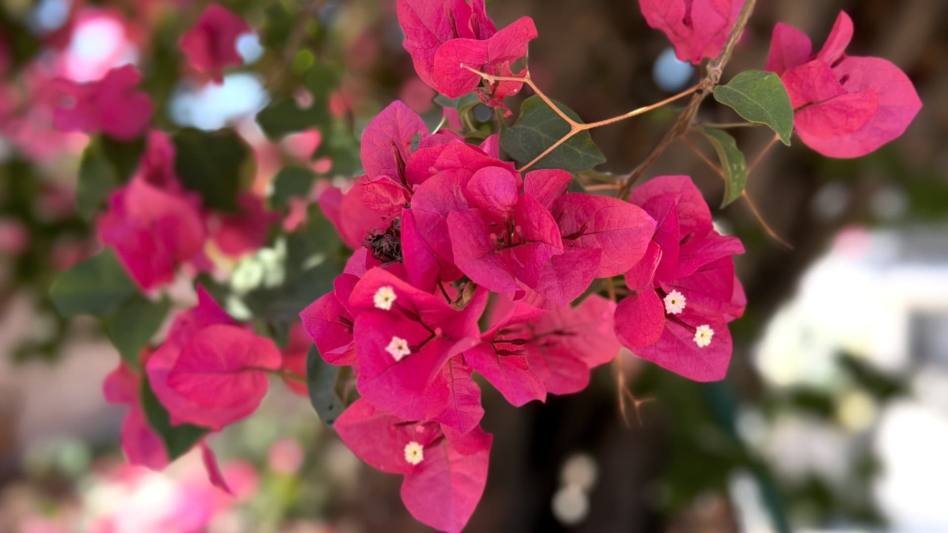 ¿Qué Plantas Conviene Sembrar en Baja California? Estas Son las Más Recomendadas