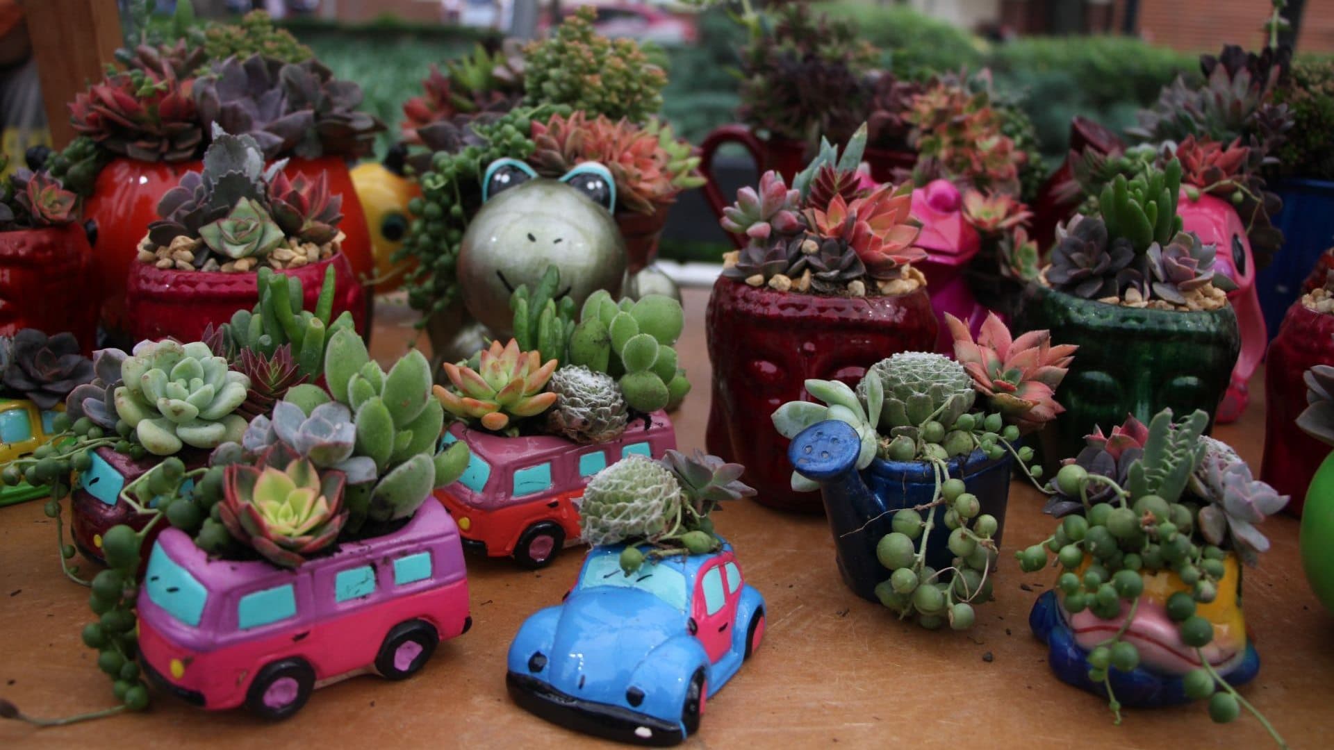 Plantas Suculentas. 10 Plantas Medicinales y qué síntomas alivian