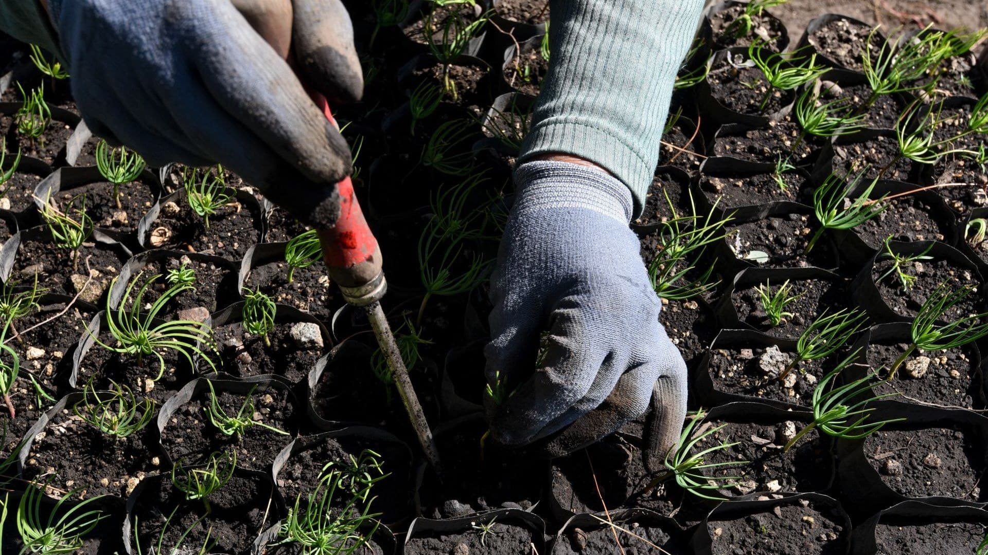 Siembra de Plantas. Conoce qué plantas se deben sembrar en Junio en México