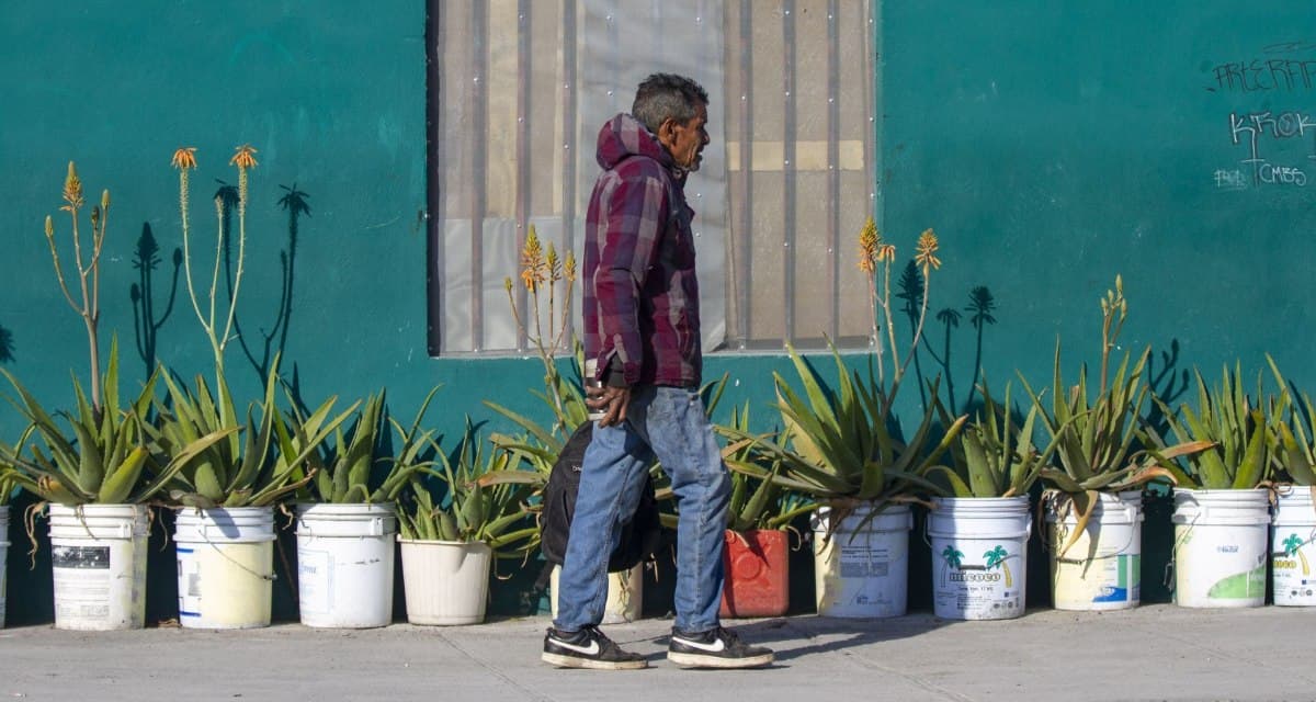 Plantas para Purificar Aire