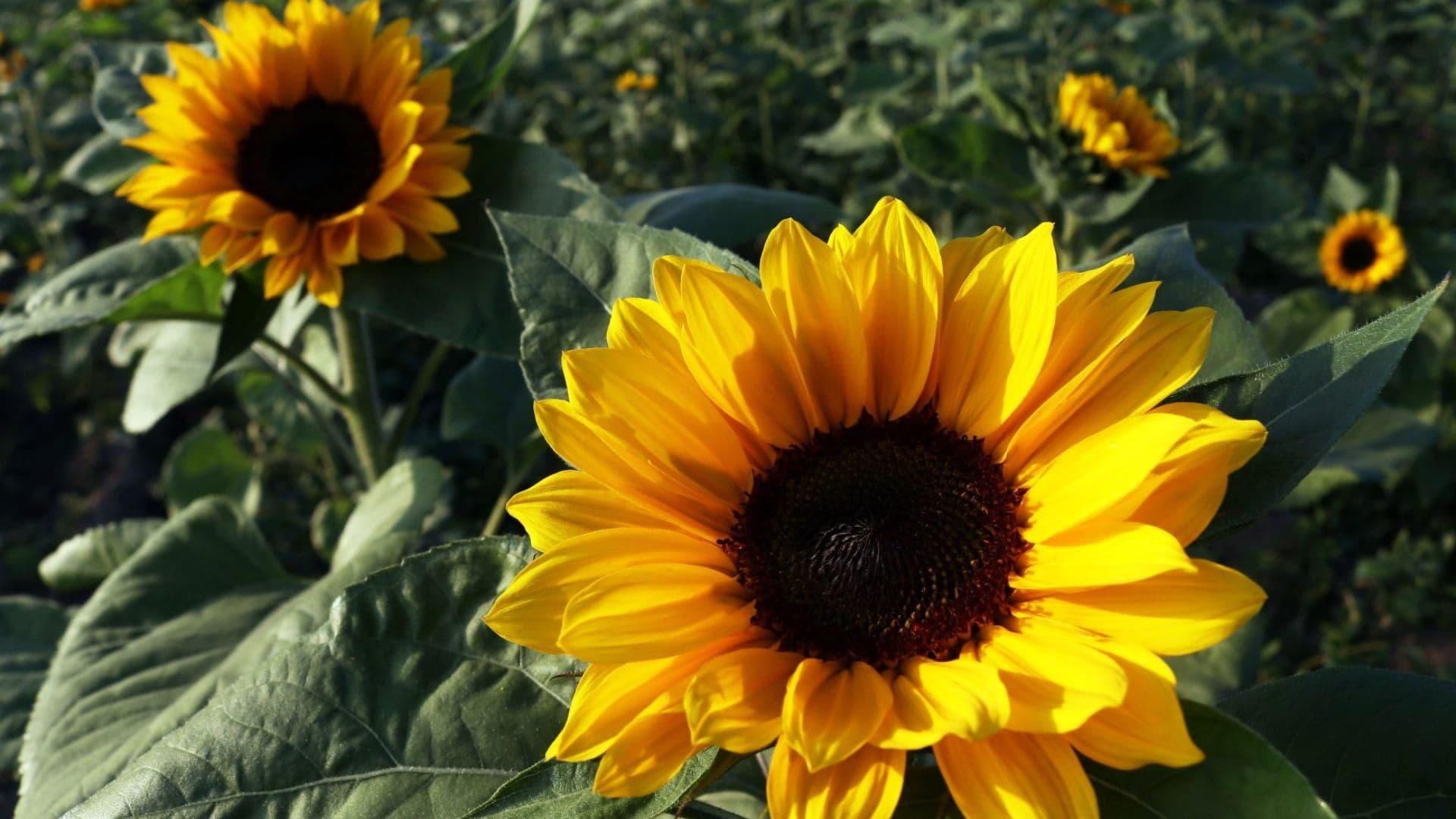 ¿Qué Plantas Son Resistentes al Calor? 10 Opciones para Interior y Exterior a Tener este Verano