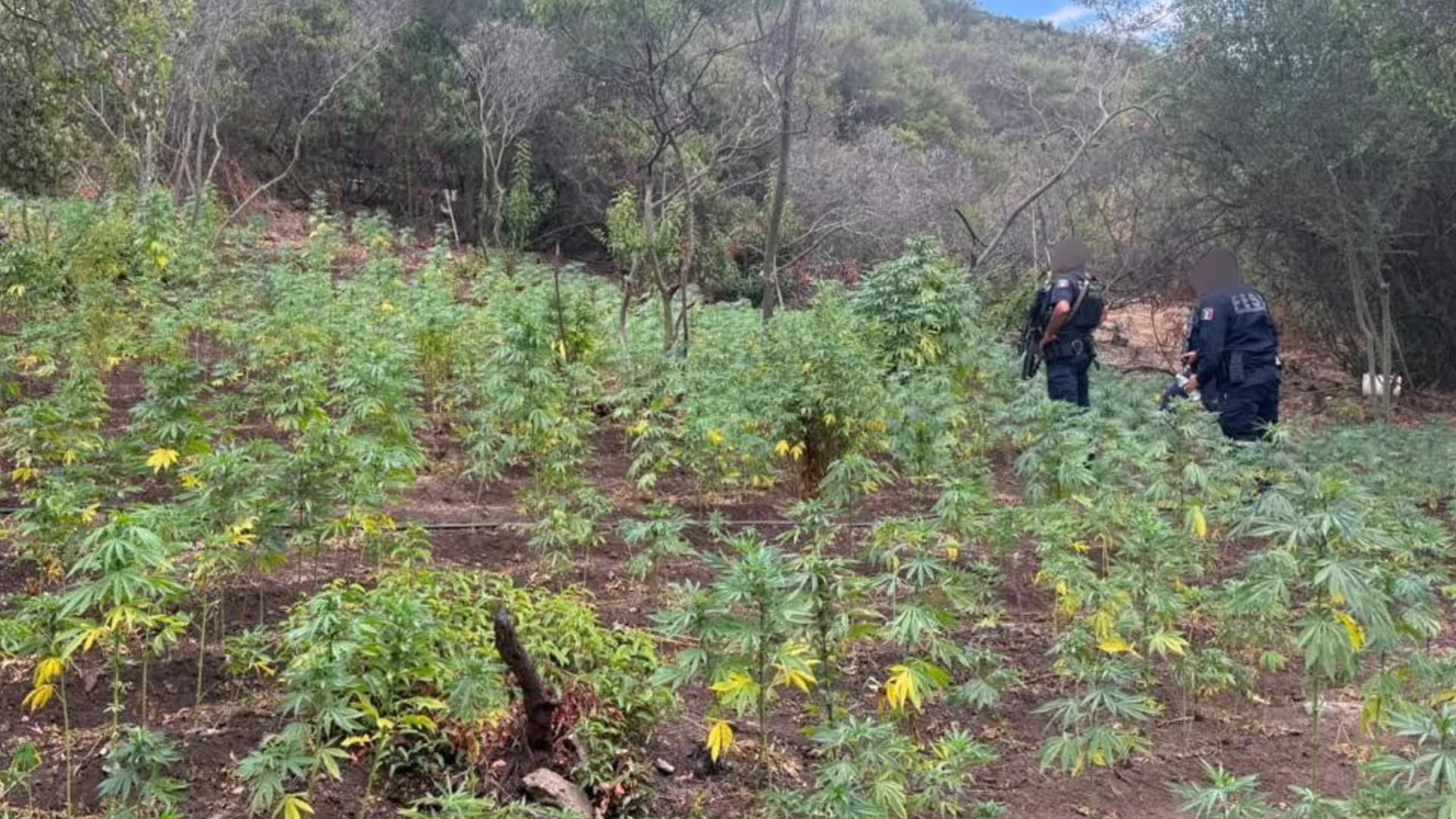Localizan Plantío con Más de 16 Mil Plantas de Marihuana en Tijuana tras Denuncia Ciudadana