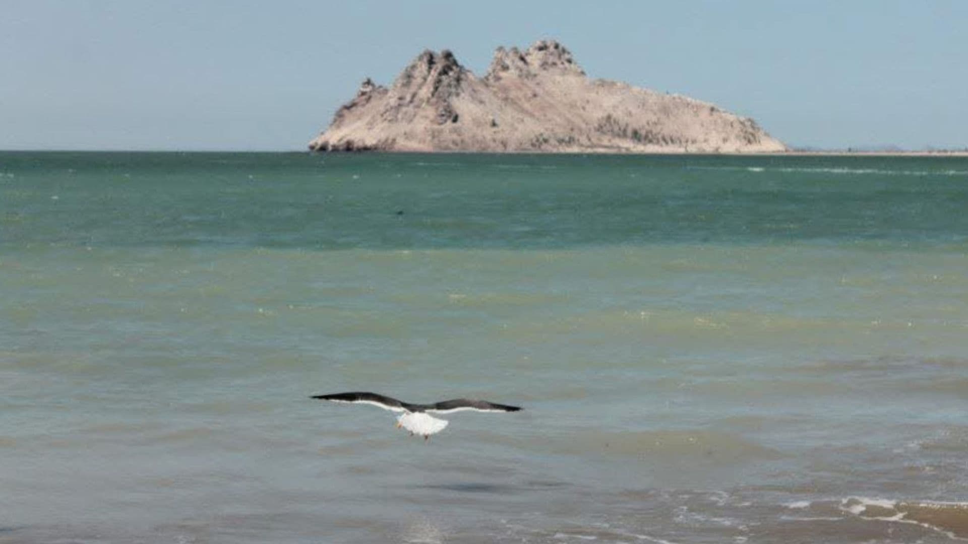 Vacaciones en Sonora 2026: Estas 13 Playas Cumplen con la Calidad del Agua Según Coesprisson
