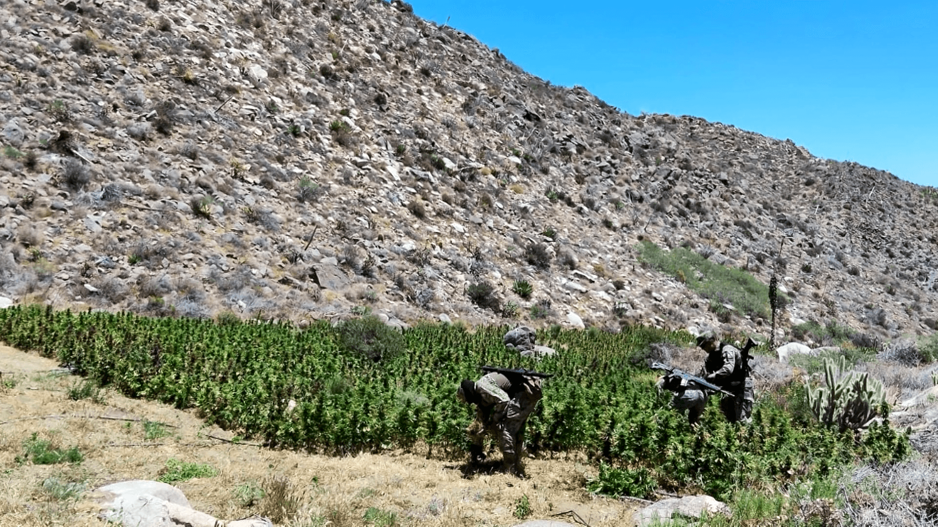 Localizan y Destruyen Plantíos y Secaderos de Marihuana en Ensenada