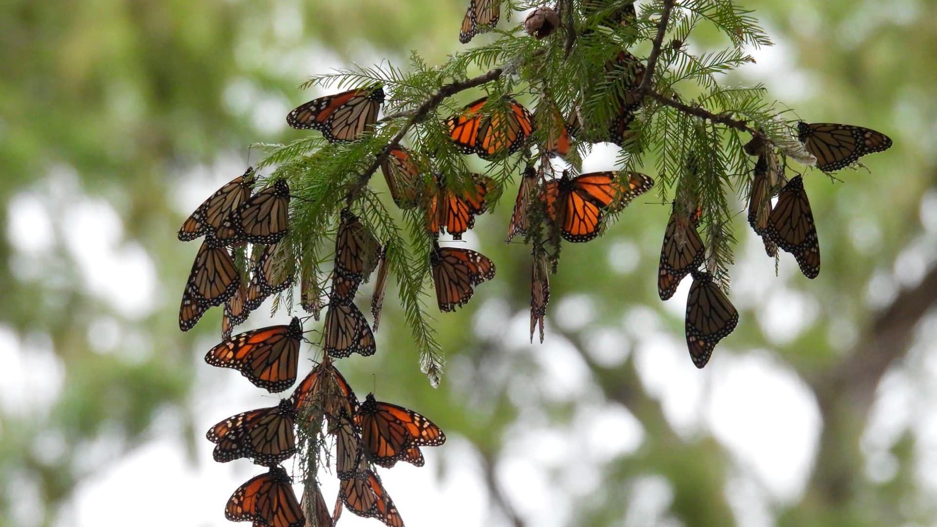 Reportan Avistamiento de Mariposas Monarcas en Coahuila