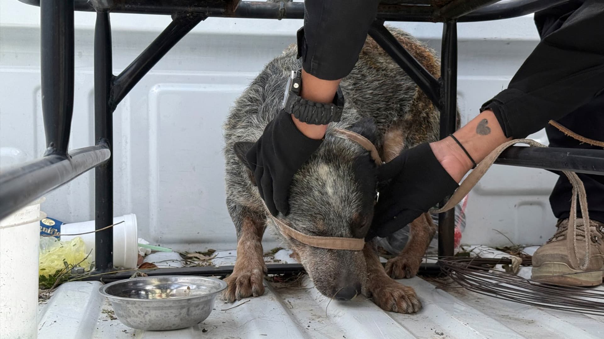 Atienden a Perro tras Explosión de Gasera en Coacalco
