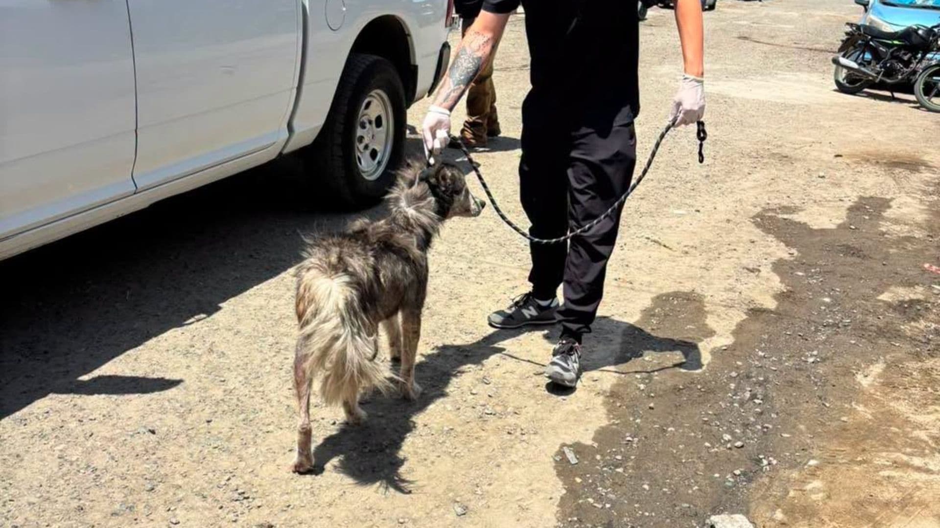 Rescatan a Husky Víctima de Maltrato en Tijuana
