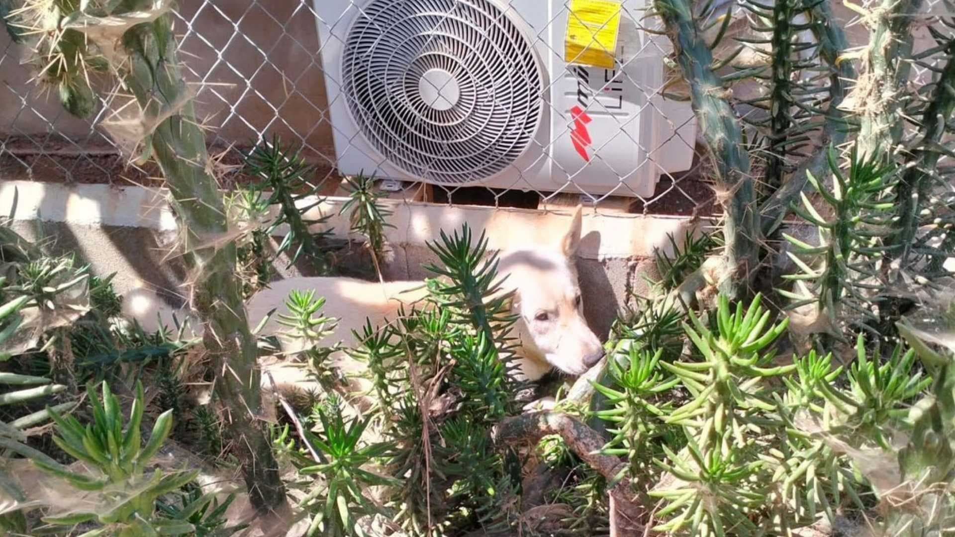 Rescatan a Perro Atrapado Entre Cactus en San Vicente, Ensenada