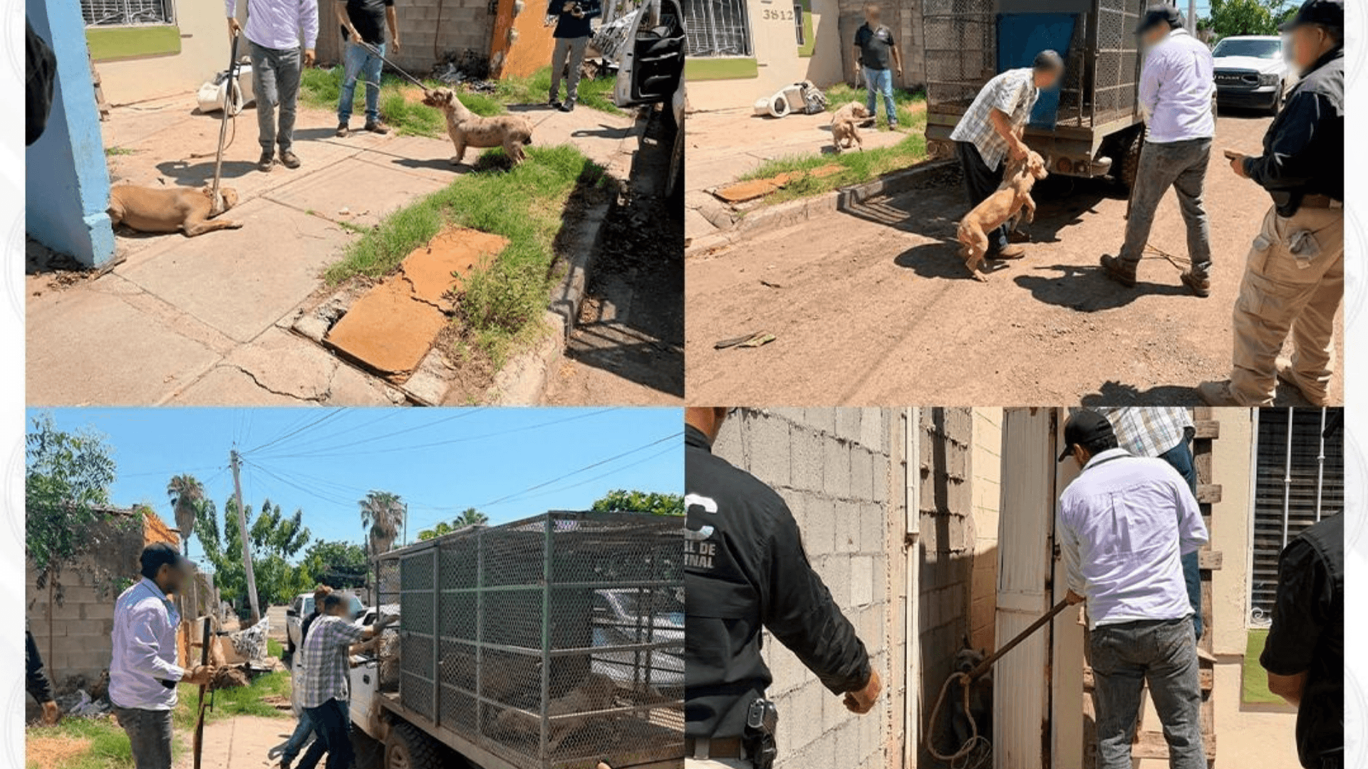 Rescatan a Cuatro Perros de Vivienda Denunciada por Maltrato Animal en Cajeme