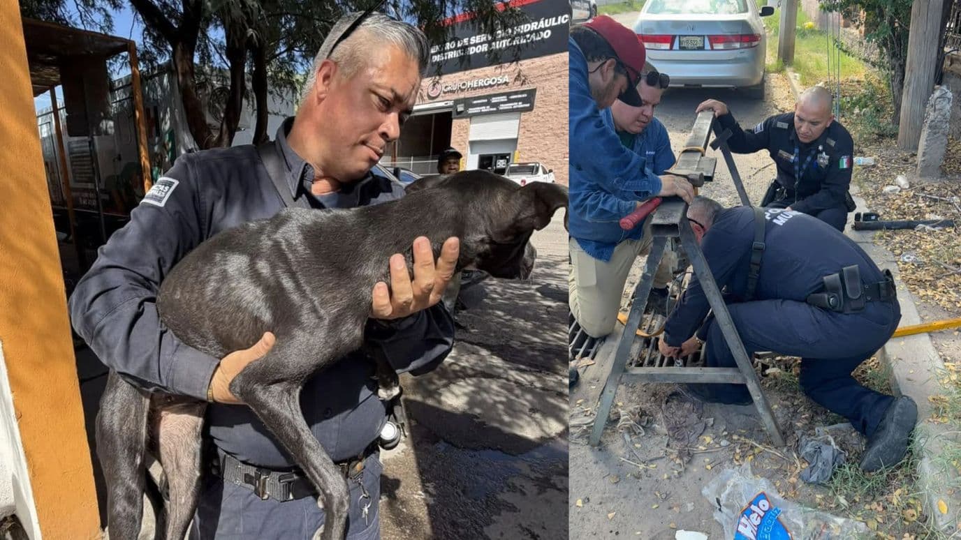 Rescatan a Perro Atrapado Durante 5 Días en una Alcantarilla de Hermosillo