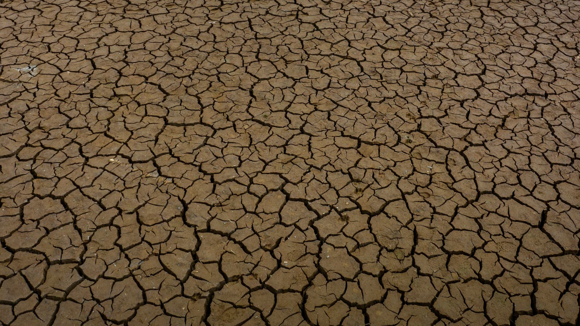 La sequía ocurre cuando las precipitaciones disminuyen de forma importante. Foto: AP