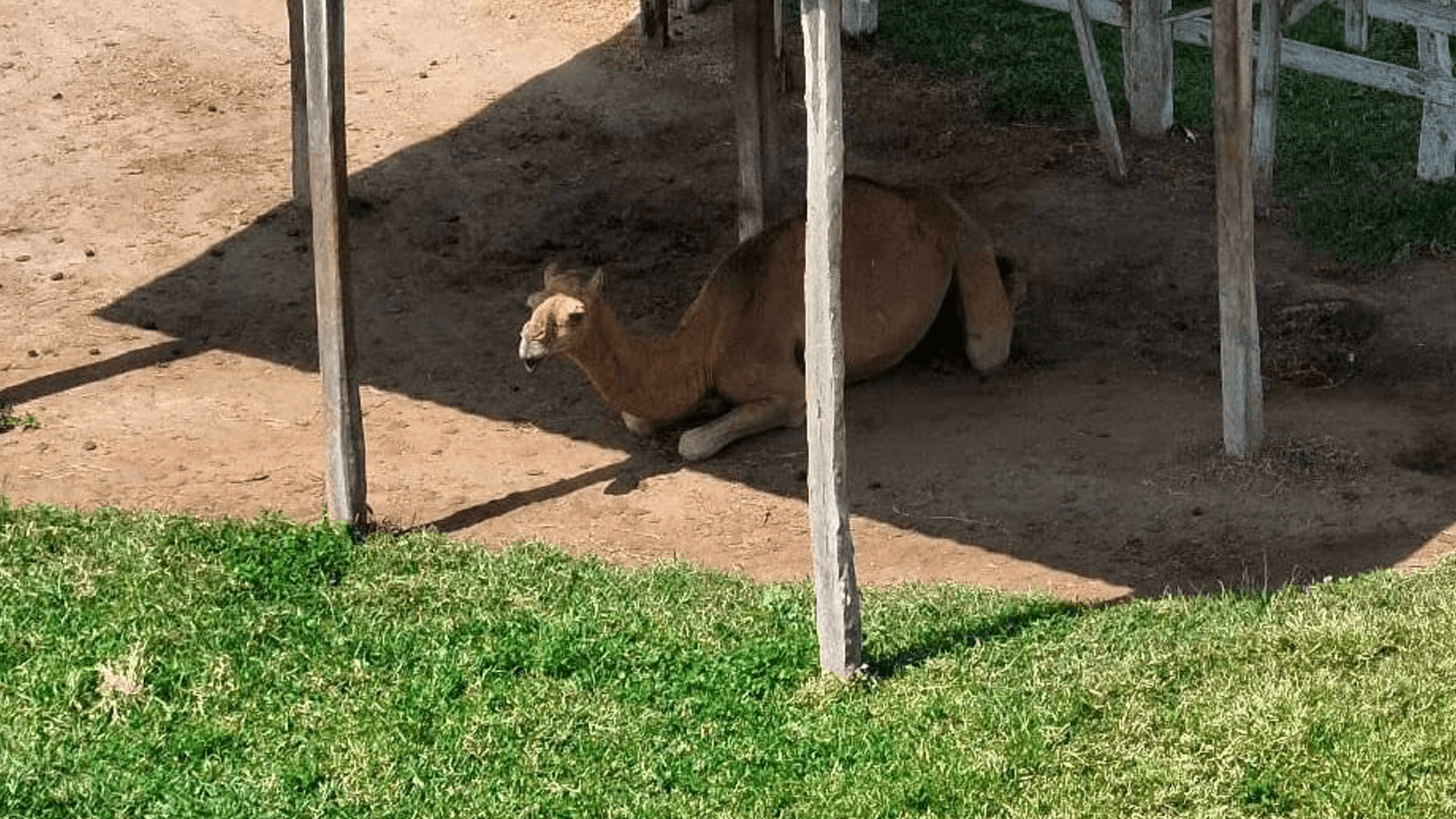 Profepa Identifica Más de 130 Animales Durante Cateo en el Sur de Tamaulipas
