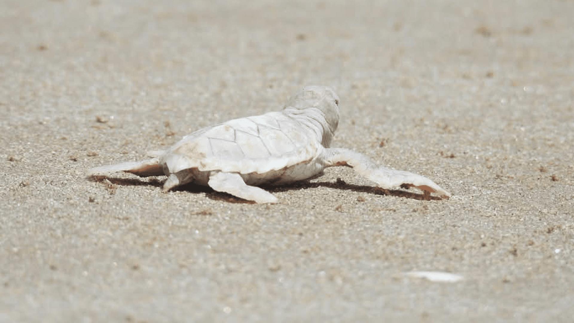 Detectan en Playa de Tamaulipas a Cría de Tortuga Verde con Posible Leucismo
