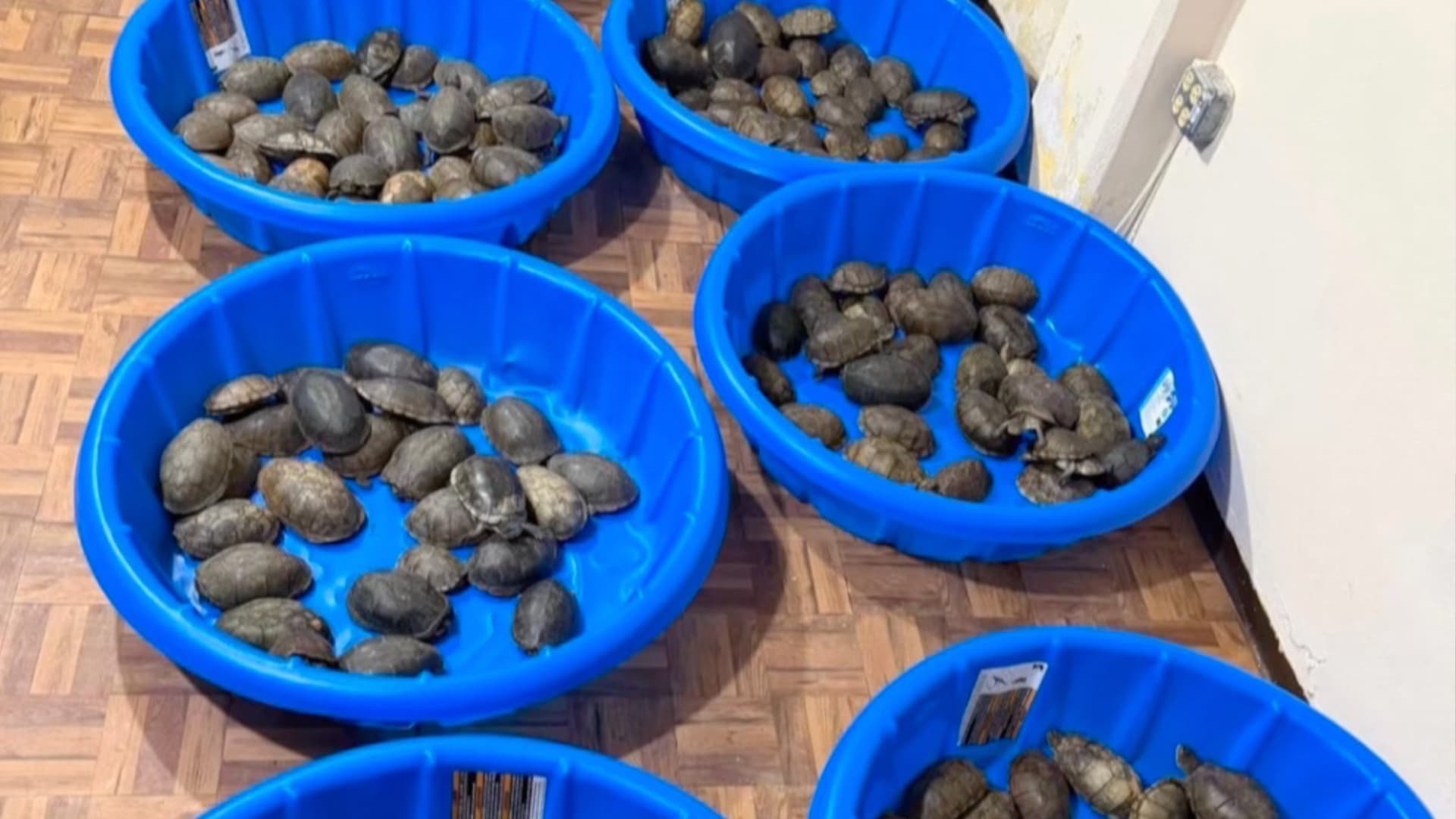 Aseguran 350 Tortugas en el Aeropuerto de Matamoros; Investigan Presunto Tráfico Ilegal