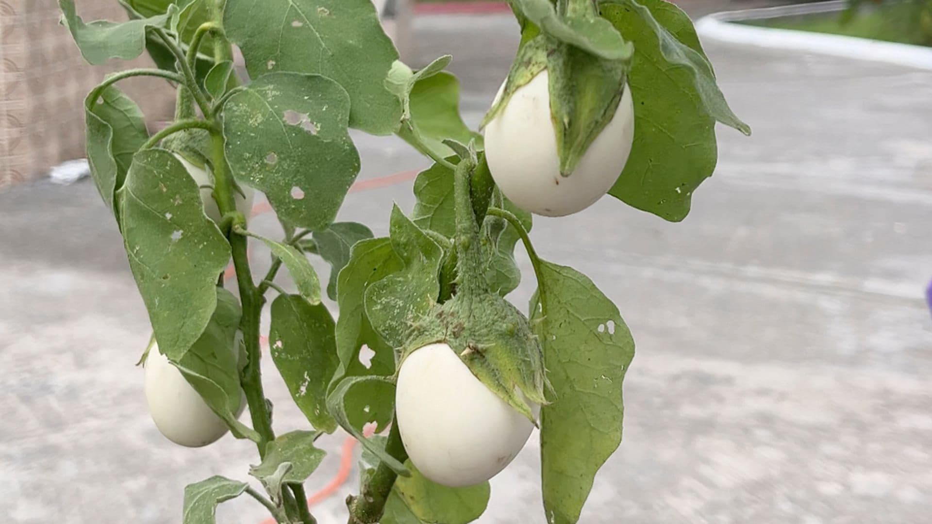 Planta del Huevo: ¿Para Qué Sirve y Qué Se Sabe de Sus Frutos?