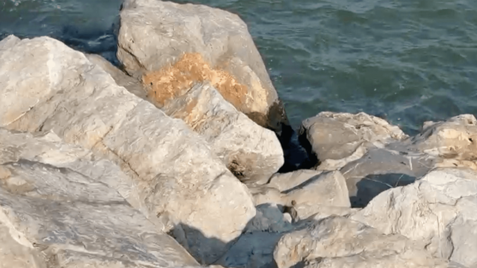 Hallan Tortuga Lora sin Vida en las Escolleras de Playa Miramar en Ciudad Madero