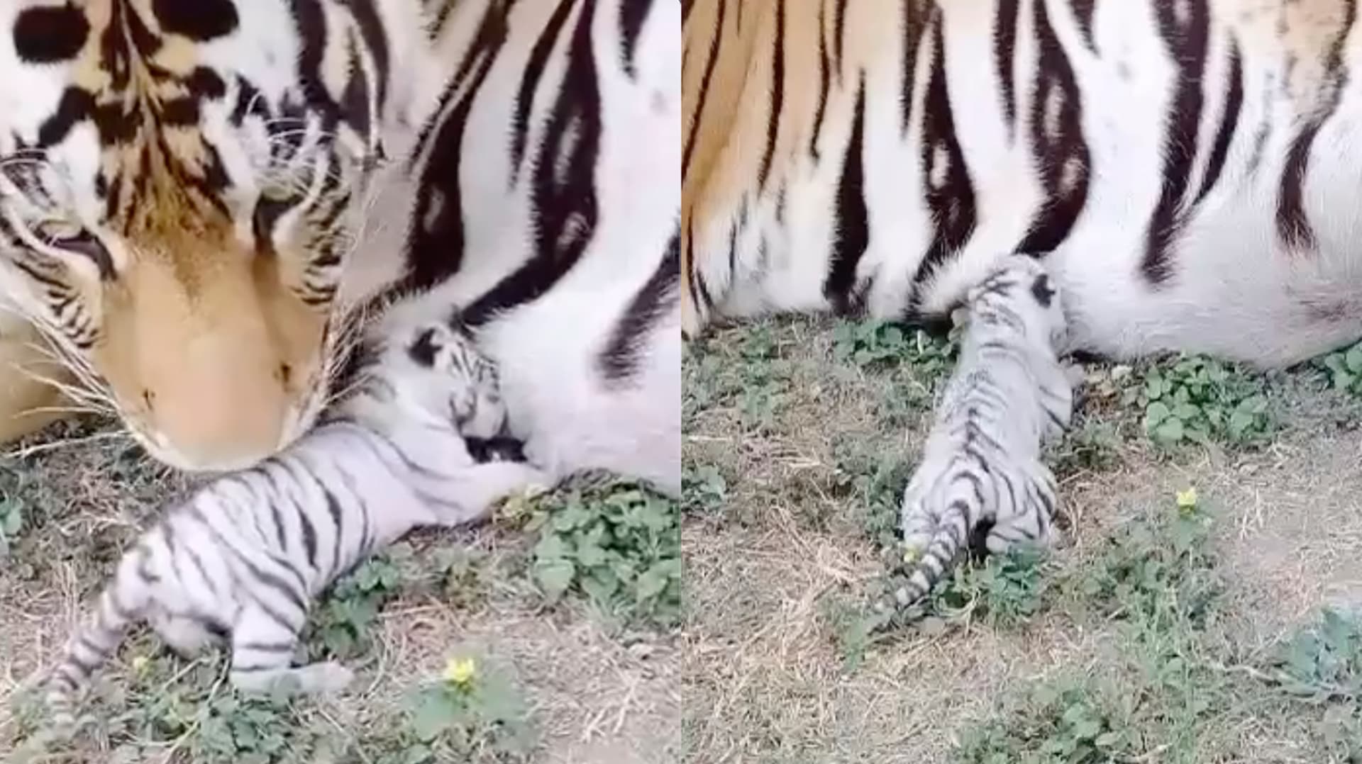 Tigre Blanco Nace en Ecopark Matamoros