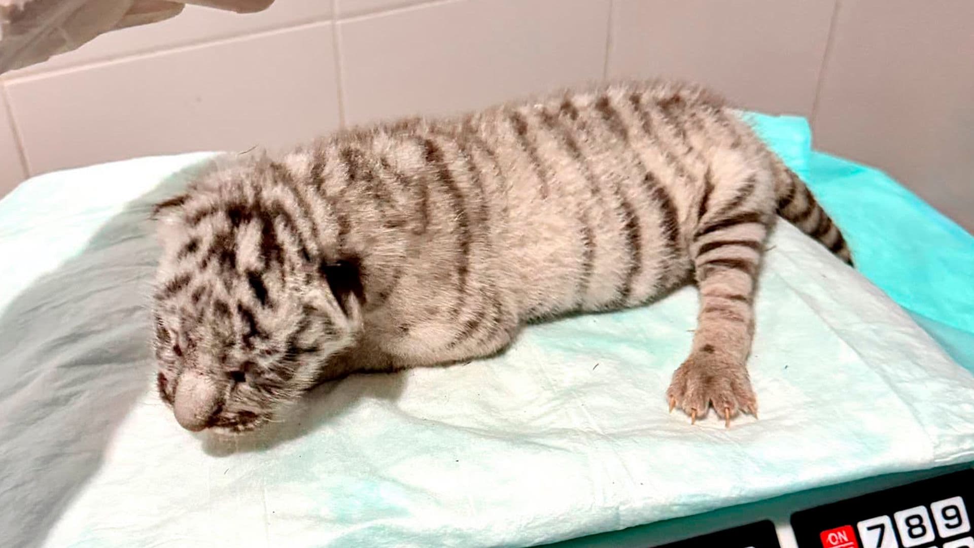 Muere Tigresa Blanca Nacida en Ecopark Matamoros tras Sufrir un Accidente