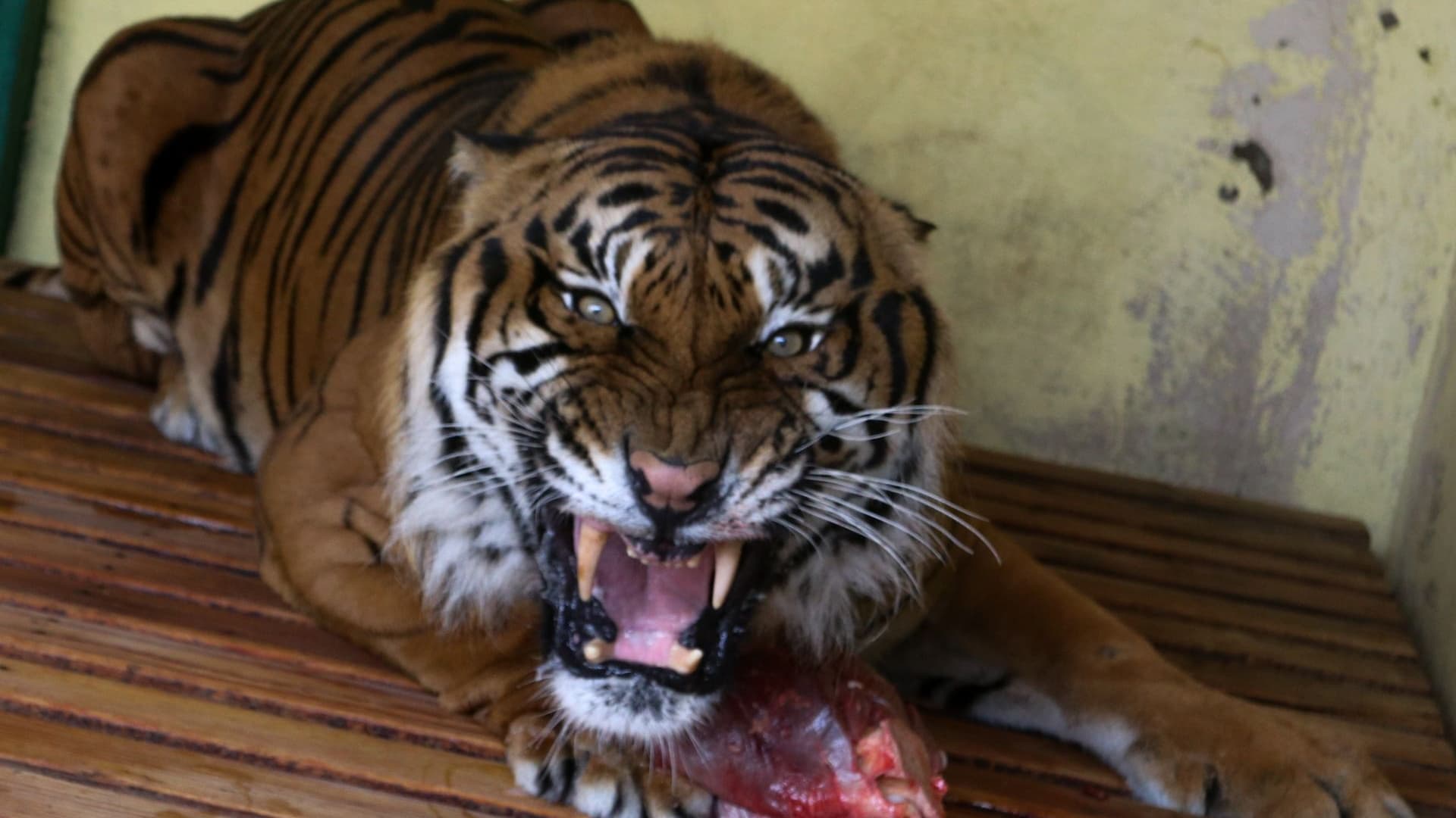 Guardia Nacional va Tras el Tigre que Escapó en Tepetlaoxtoc. Foto: Cuartoscuro