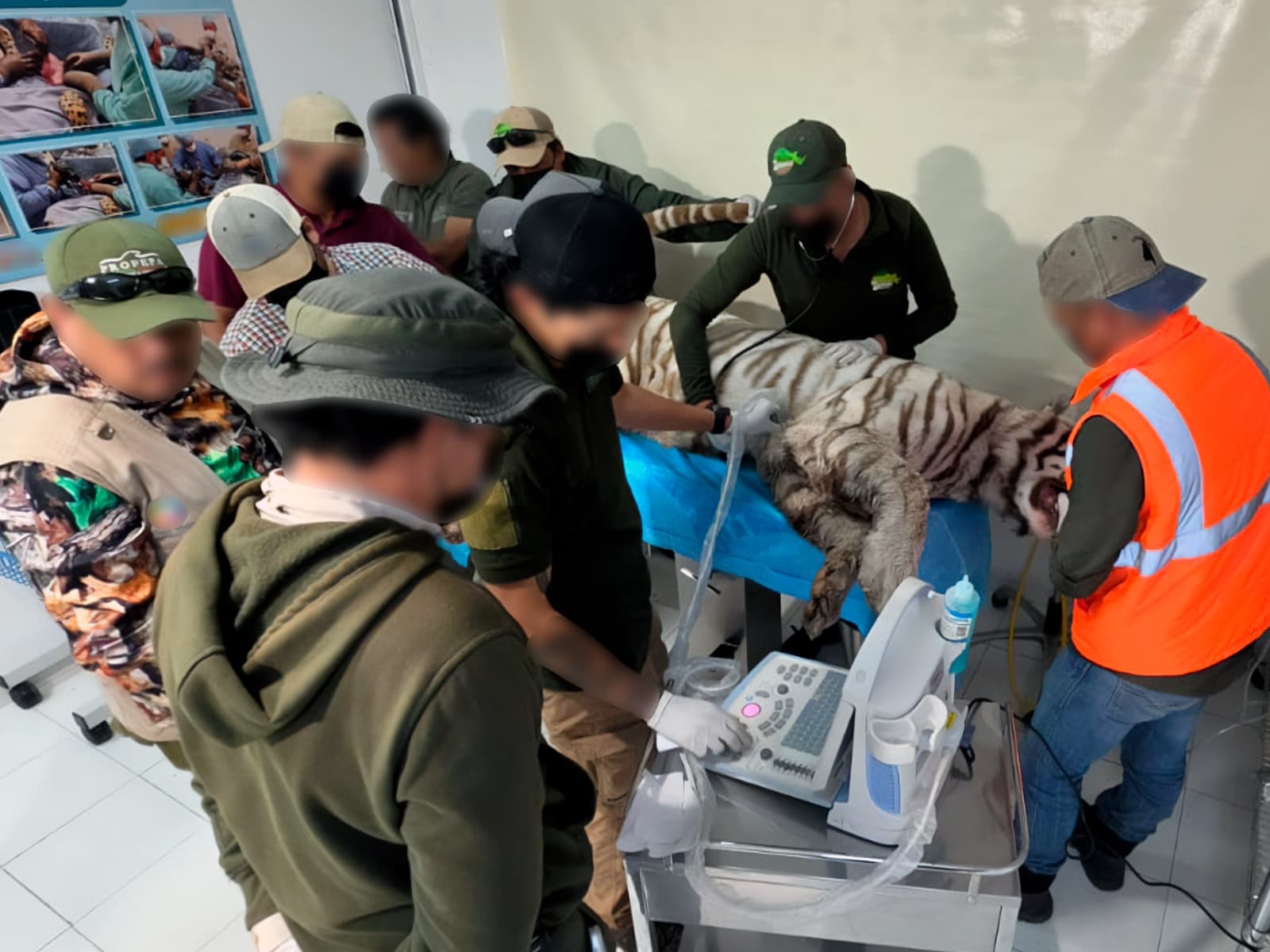 Revelan causa de muerte de tigre Kenzo