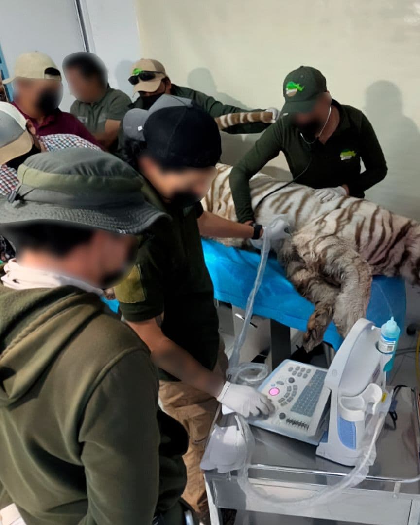 Revelan causa de muerte de tigre Kenzo