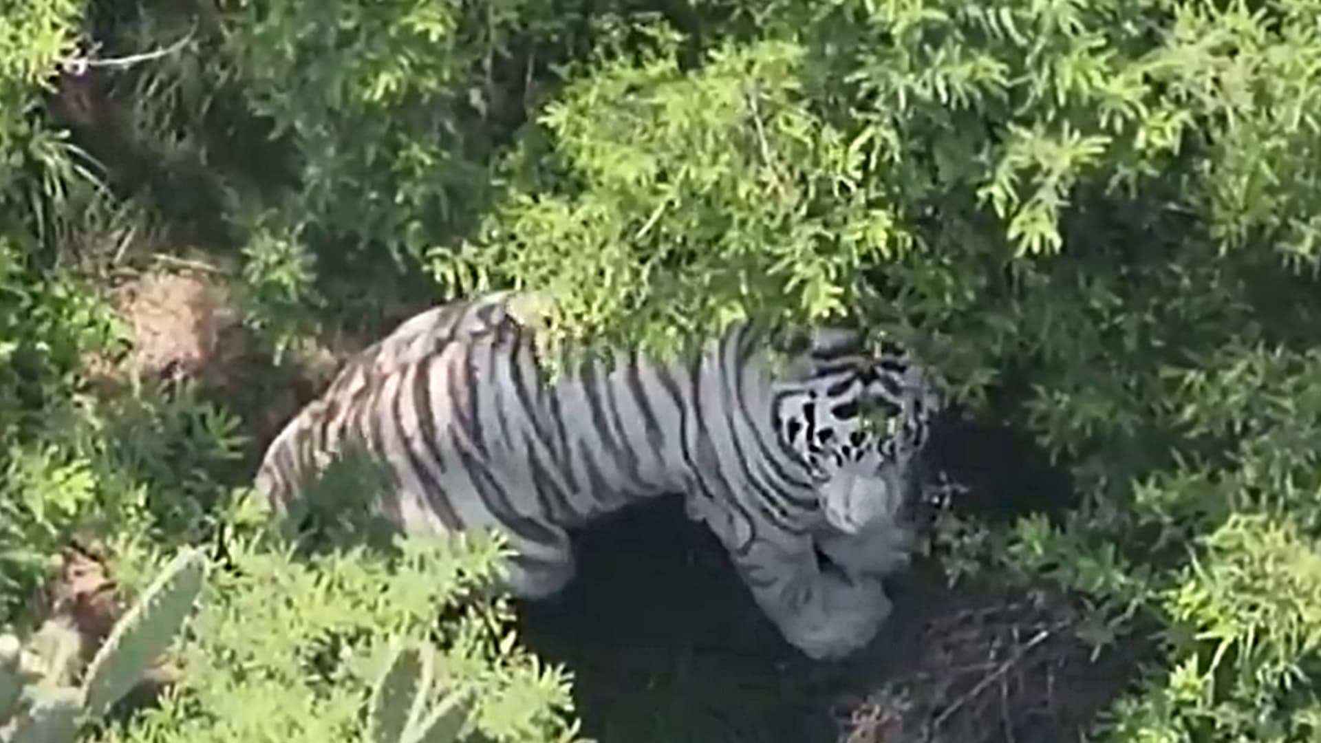 El Tigre que escapó es captado desde un dron de Profepa. Foto: Profepa