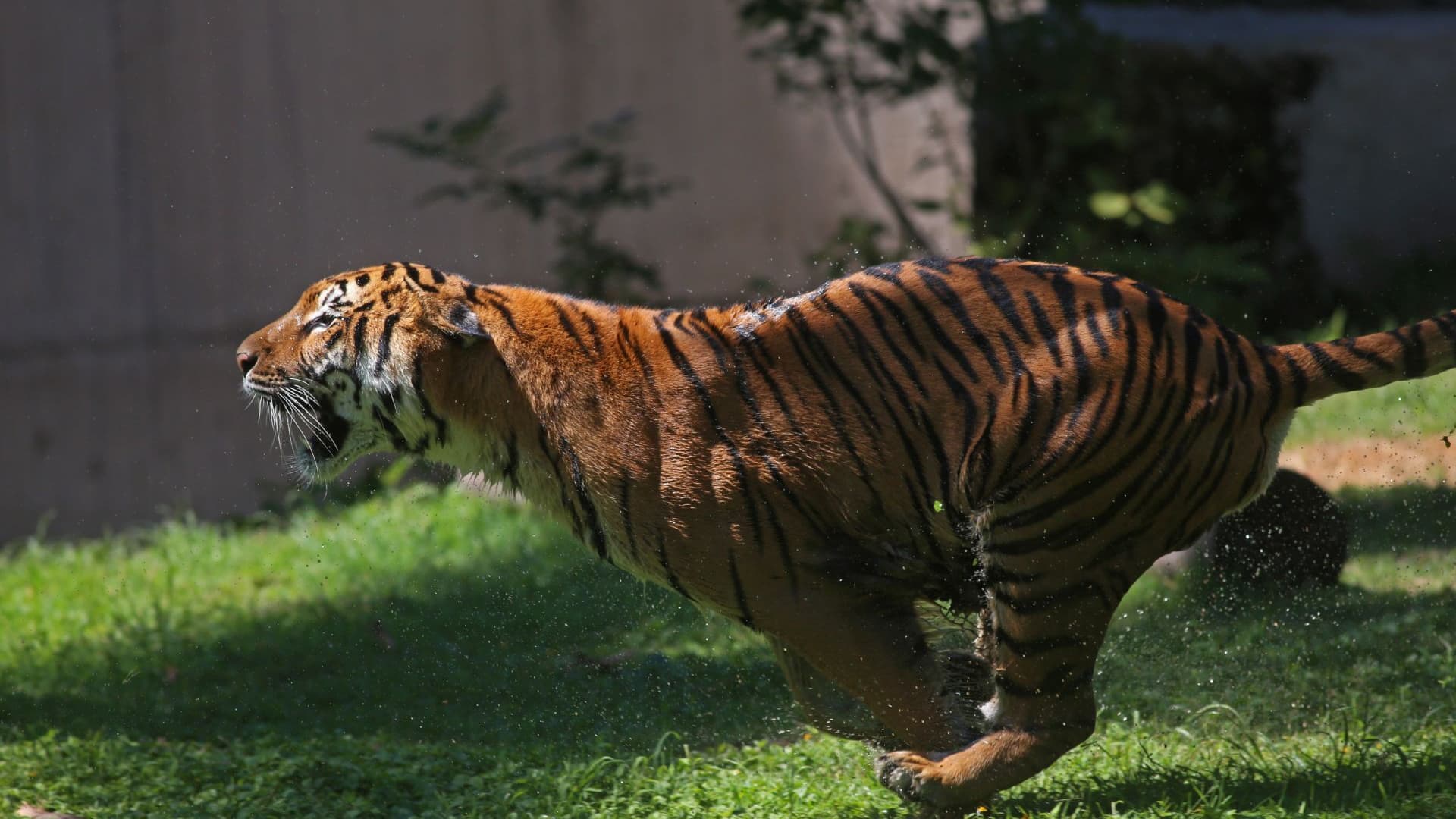 Se Escapa Tigre de Reserva de Tepetlaoxtoc. Foto: Cuartoscuro