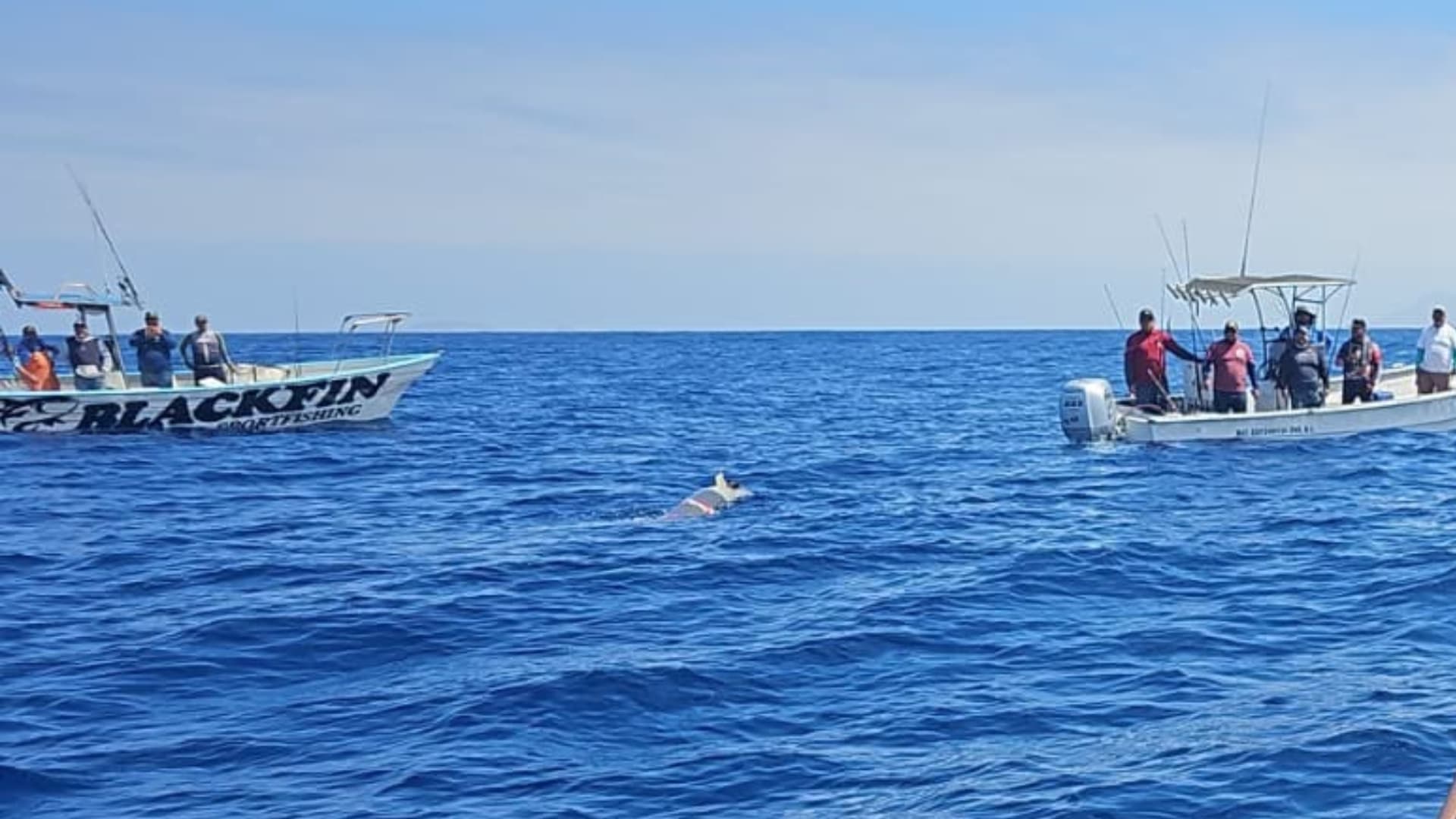 Marina Recupera Torpedo de Prácticas Frente a Costas de Ensenada, Baja California