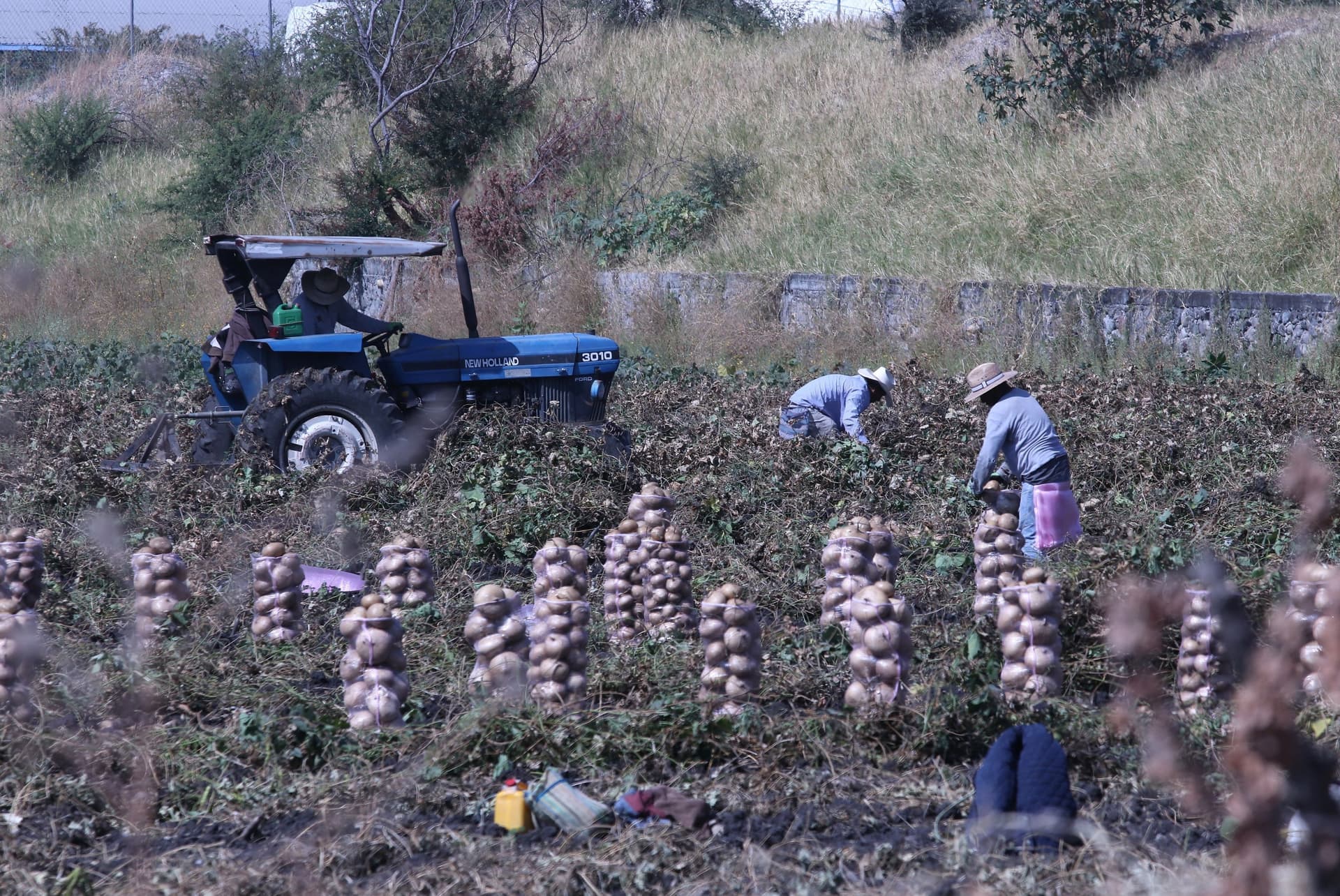 Trabajadores agrícolas