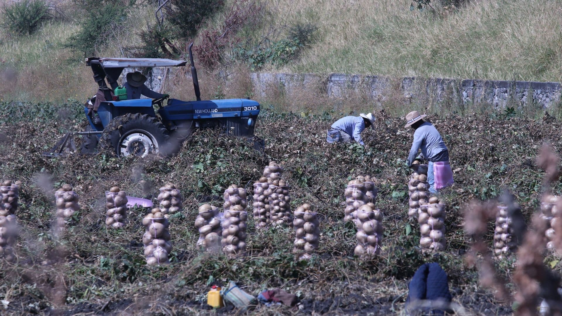 Trabajadores agrícolas