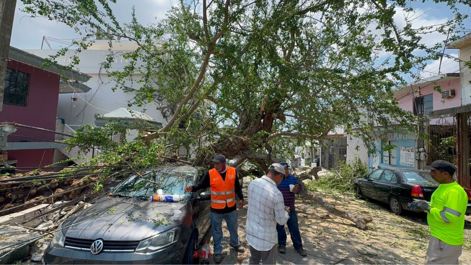 Tres Autos Resultan Dañados tras Caída de Árbol