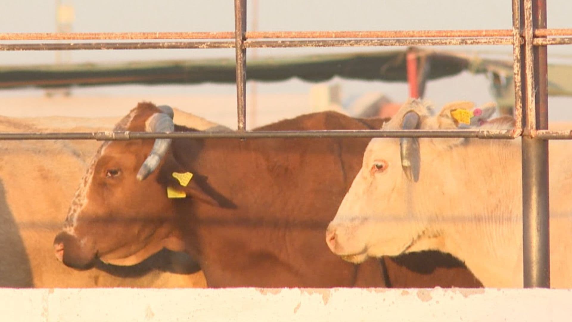 Detectan Primer Caso de Gusano Barrenador en Álamos, Sonora