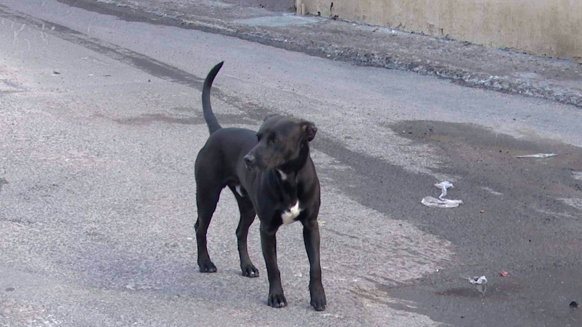 Vecinos Piden Justicia por la Muerte Masiva de Perros