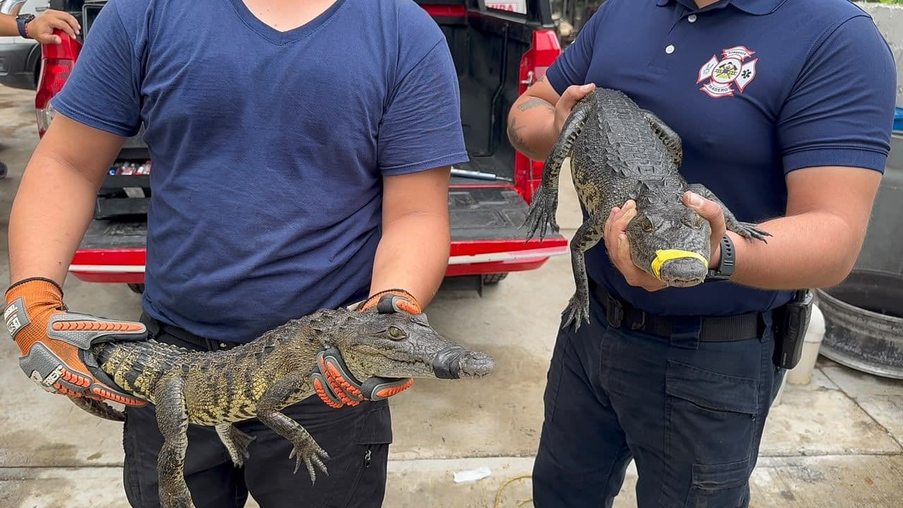 Lluvias Provocan Captura de 13 Cocodrilos en Ciudad Madero; Detectan Parásitos