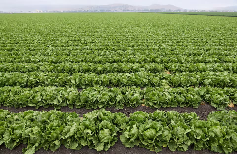 Campo de lechugas. Foto: Reuters