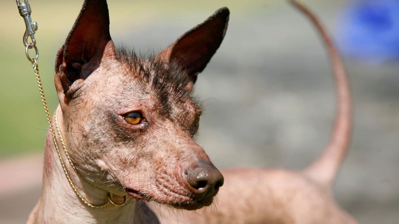 Perro Xoloitzcuintle.