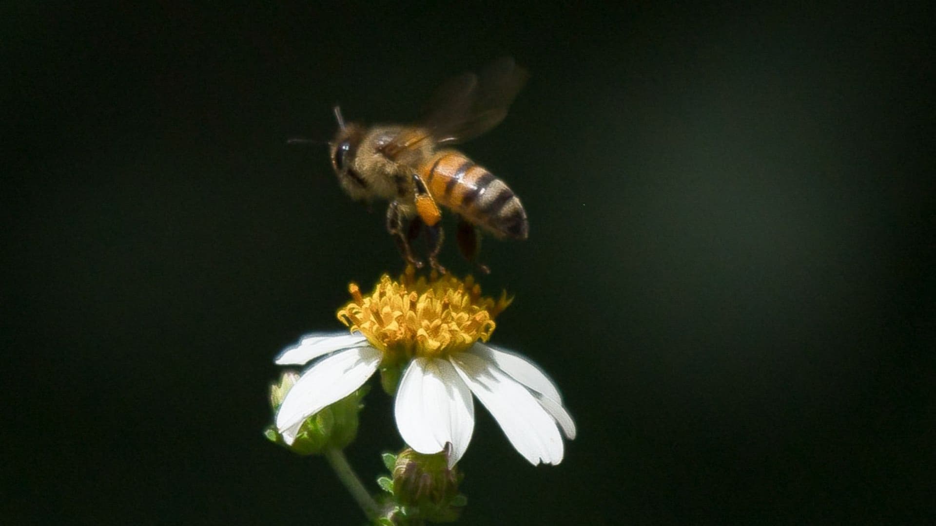 SCJN analizará si las abejas meliponas pueden ser reconocidas como sujetos de derechos por la trascendencia de su función polinizadora.